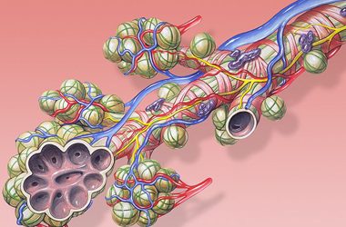 1: Les cèl.lules protagonistes
