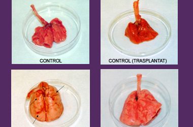 8: Primeres impressions