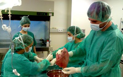 14: Els primers pulmons