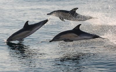 10: No tot el que sembla igual ho és… al mar