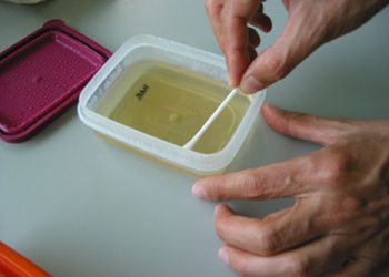 Fem un Zoo microbià