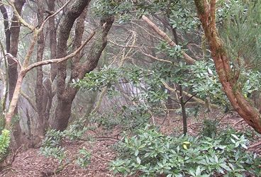 La biodiversitat de Tenerife