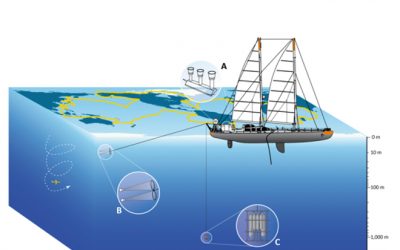 9: De les larves de peixos fins als virus