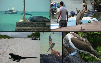 12: El Niño, la Niña, i els vins del Penedès