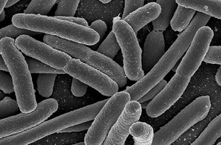 Història d'E coli i d'altres bacteris