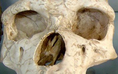 Museu de l'Home de Talteüll