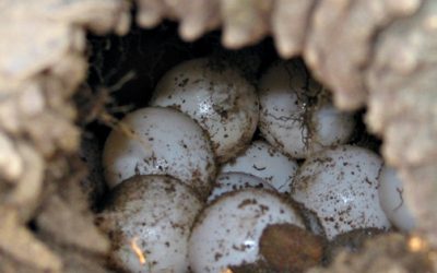 Els ous de tortuga són com els dels d'ocells?