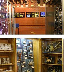 Centre de Recursos de Biodiversitat Animal