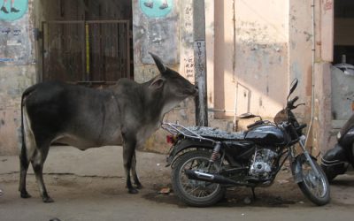 11: Societats tradicionals a l'Índia moderna