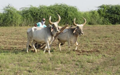 14: Caminant amb pastors i xerrant amb pagesos