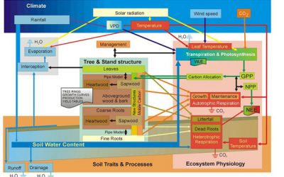 9: Un bosc de paràmetres!
