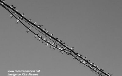 41. Comença la migració de primavera 2012! (2012)