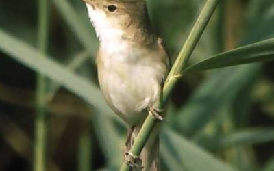 42. Quan bufa la tramuntana, on van els ocells? (2012)