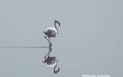 43. Flamencs al Delta del Llobregat! (2012)