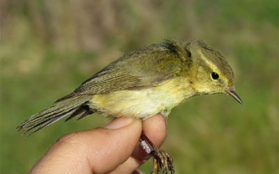 Xerrada "Estudiar els ocells: treballs d’ornitologia a l’abast de les escoles"