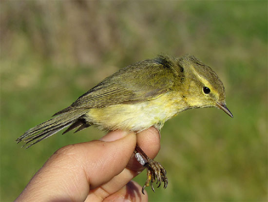 Xerrada "Estudiar els ocells: treballs d’ornitologia a l’abast de les escoles"