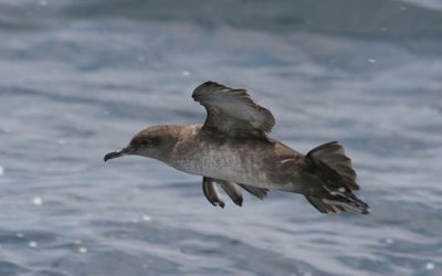 45. Les increïbles migracions de les baldrigues (2012)