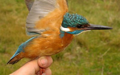 49. Algunes espècies van endarrerides enguany (2012)