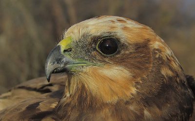 50. Quins ocells podem veure ara mateix? (2012)