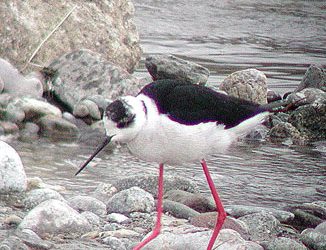 53. La migració dels ocells per les valls pirinenques (2012)