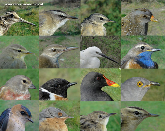 54. Màxima biodiversitat d’ocells a l’abril (2012)