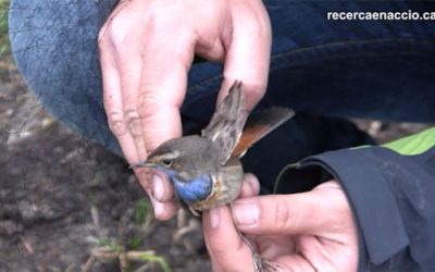 55. Seguim l’anellament d’ocells en directe (2012)