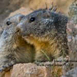 1: La marmota alpina