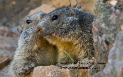 11: Balanç de la recerca feta fins ara