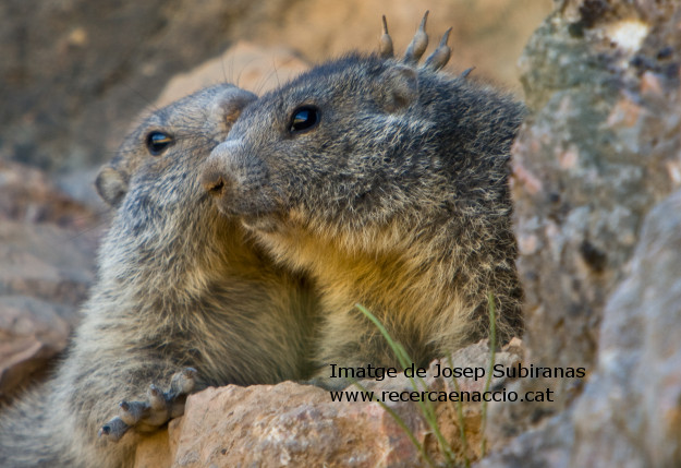 2 marmotes