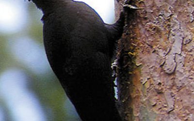 2: El picot negre i les seves cavitats