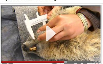 Les marmotes, a l'Espai Terra de TV3