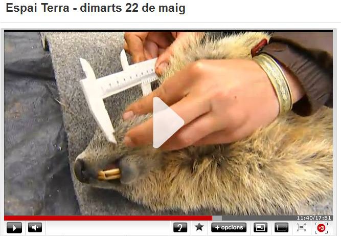 Les marmotes, a l'Espai Terra de TV3