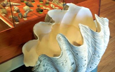 El Cau del Cargol (Vilassar de Dalt)