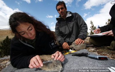 7: Com capturem les marmotes?