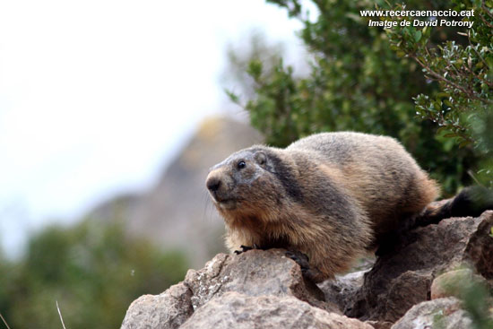 4: La selecció de l'hàbitat de les marmotes
