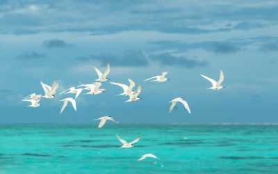 56. El canvi climàtic empeny els ocells cap al nord (2012)