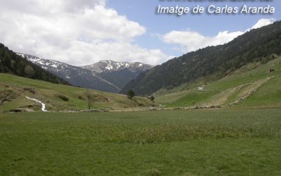 12: Els mosquits del Pirineu