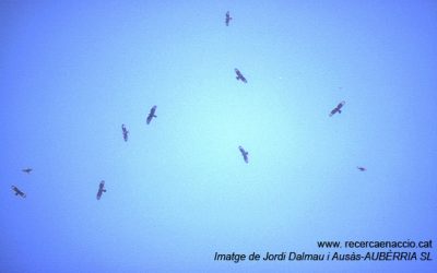 Mirador de rapinyaires del Turó Galliner (Alt Urgell)