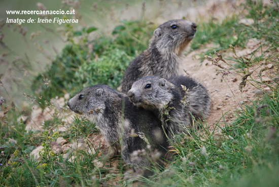 14: Els primers marmotons ja surten del cau!