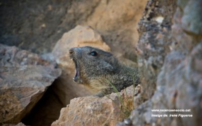 17: Els crits d'alarma de les marmotes