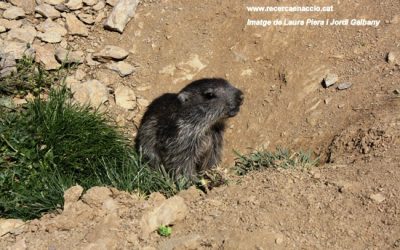 18: Balanç de la productivitat a l'àrea d'estudi