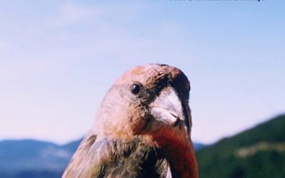 19: El futur de la biodiversitat d'alta muntanya