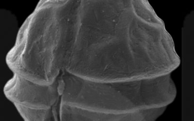 6: La increïble diversitat dels organismes planctònics