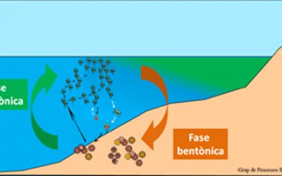 7: Cicles de vida de les espècies
