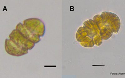 8: L'ús de la genètica en l'estudi de les algues