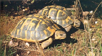 Quines espècies de tortugues viuen a Catalunya?