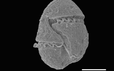 Proliferacions d'algues