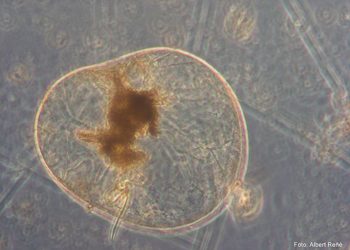 Quina és la diferència entre bacteri, germen, microbis i cèl•lula?