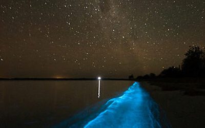 10: L’espectacle de les algues luminiscents