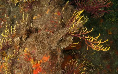 Què ofega les gorgònies?